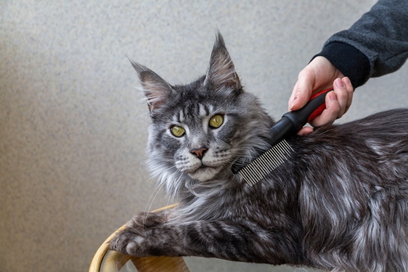 Alguien colocando un cepillo contra un gato gris.