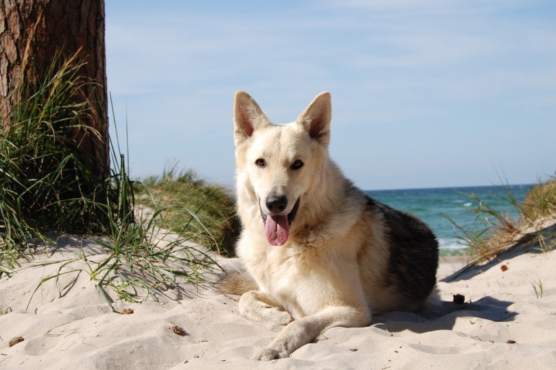 dog lying on the sand