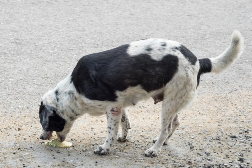 dog vomiting