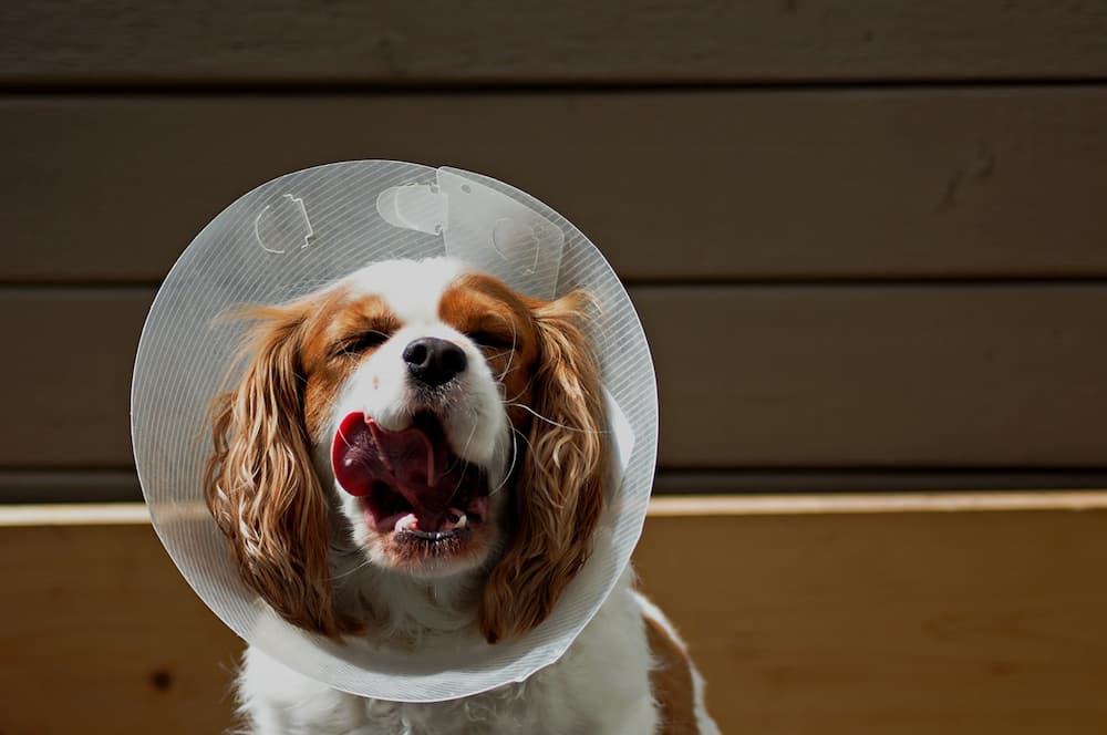 dog wearing cone