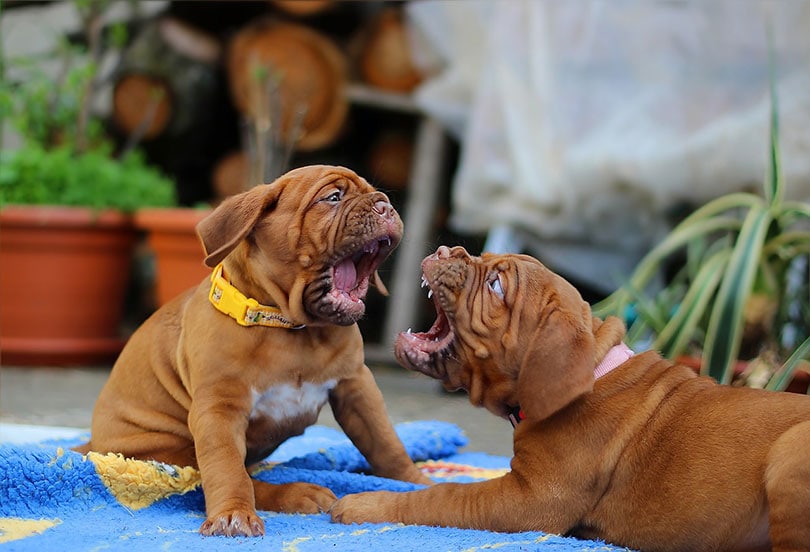 dogue de bordeaux puppies playing outdoor