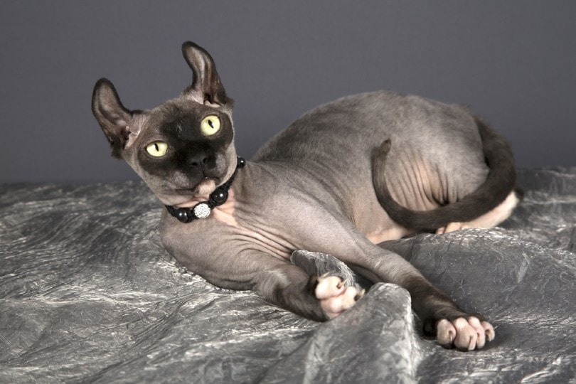 dwelf cat lying on grey blanket