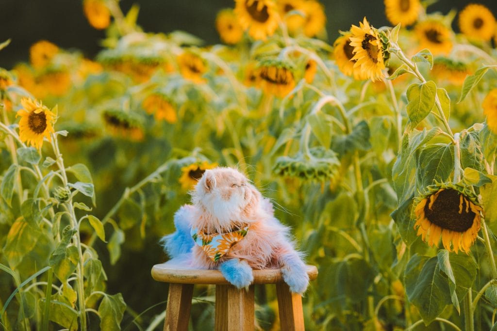 dyed cat sunflowers