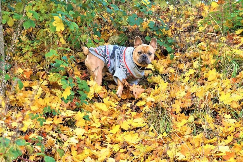 french bulldog wearing sweater in the woods