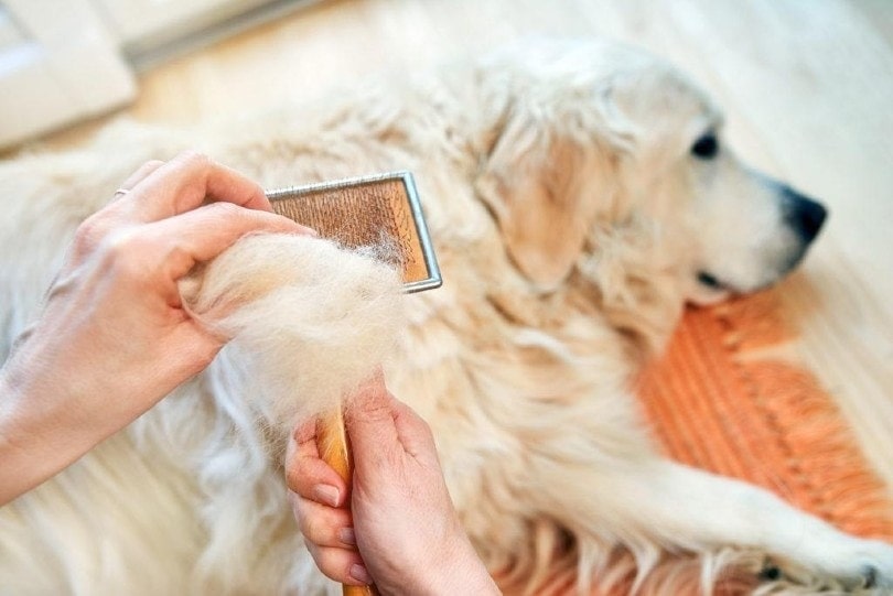 hand holding the brush while getting the golden retriever dog's hair