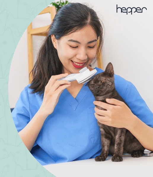 mèo đen hepper được người phụ nữ chải lông