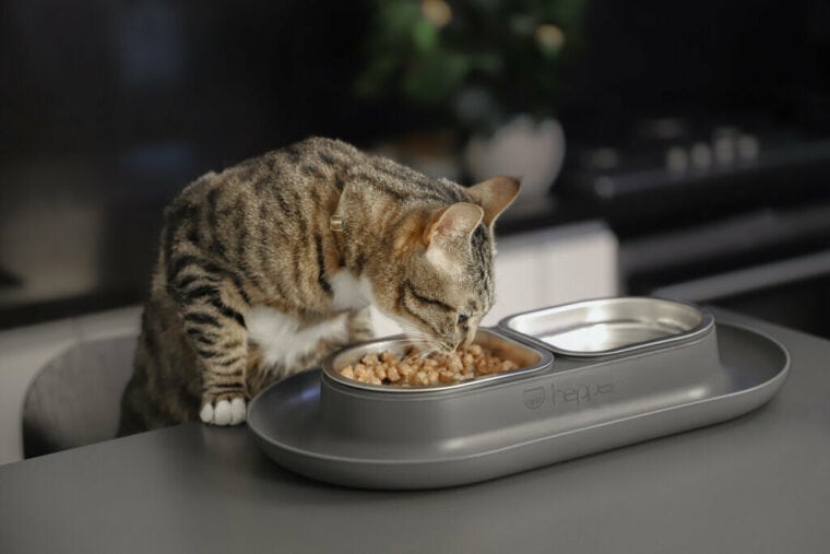 10 Best AntProof Cat Bowls 2024 Reviews & Top Picks Hepper