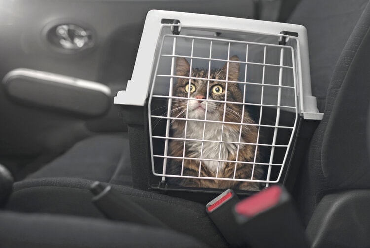 Maine coon eyes wide open inside carrier in car