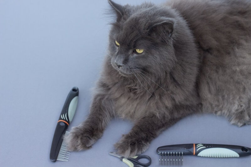 Mèo Maine Coon đã sẵn sàng cho dụng cụ chải lông, chải chuốt
