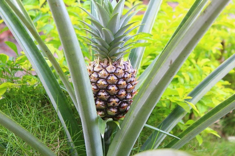 pineapple plant with its leaves