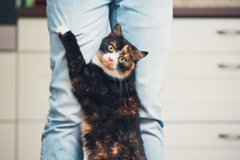 scared cat with his owner