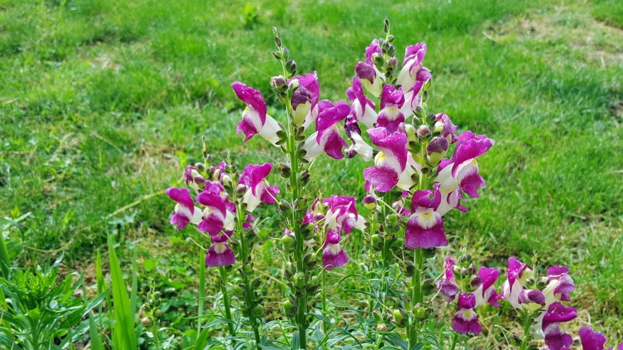 snapdragon flowers