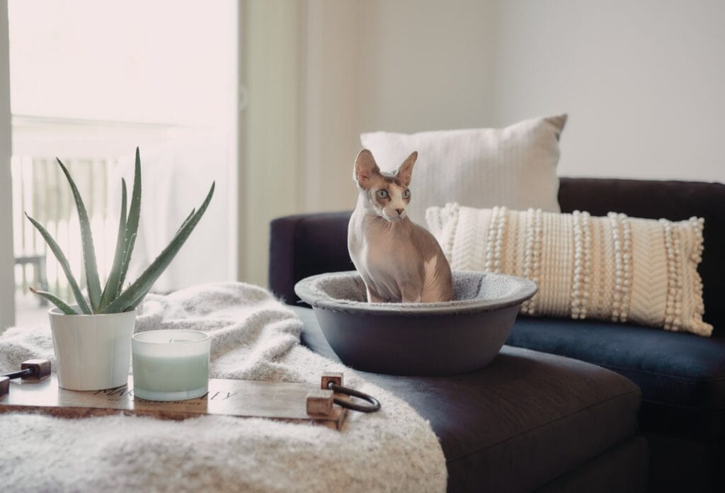 sphynx cat in hepper nest on couch