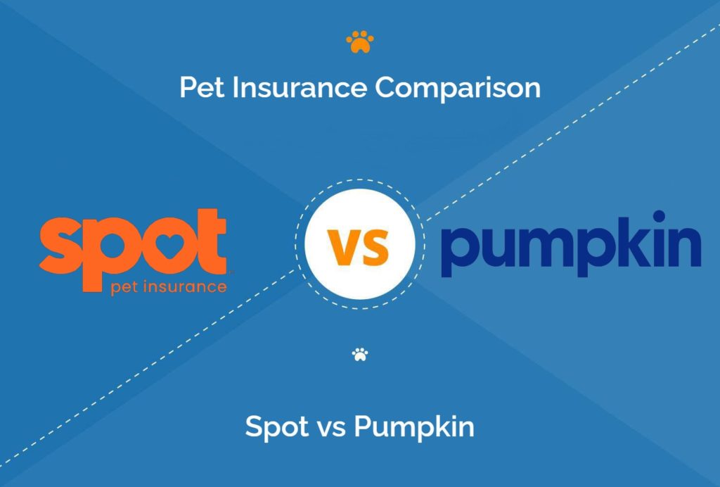 Spot vs. Pumpkin Pet Insurance Comparison 2022 Which is Best? Hepper