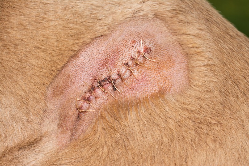 stitches on a pet after surgery
