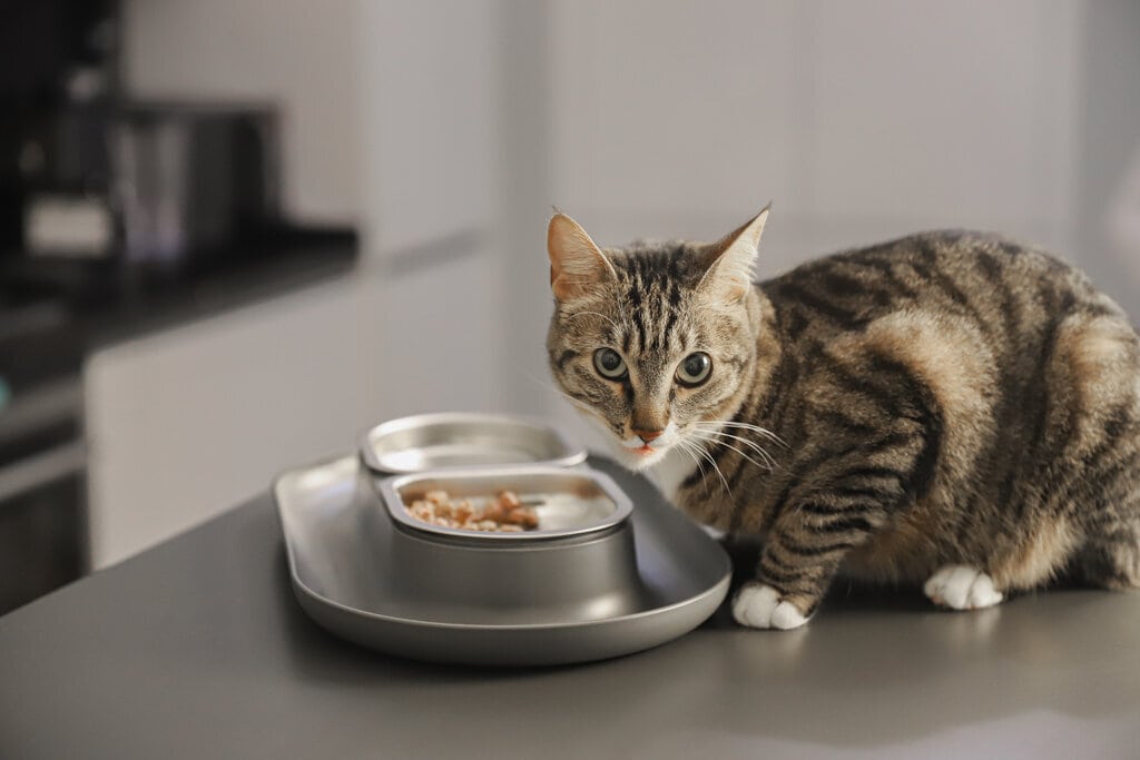 tabby cat eating from hepper nom nom grey on counter