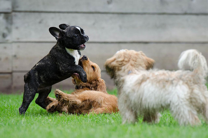 three puppies playing outdoor
