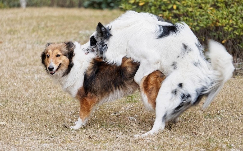 two sheepdog mating