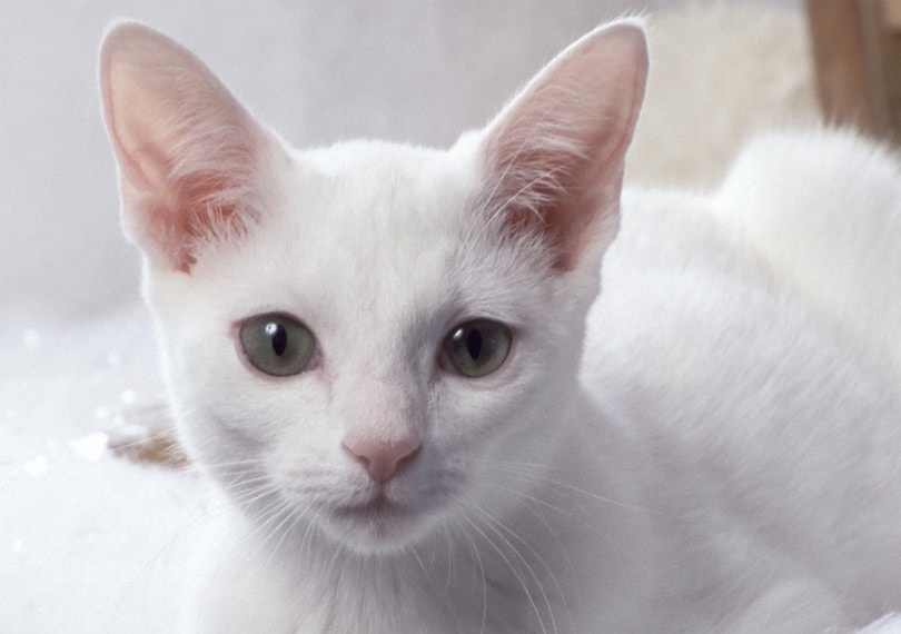 white russian cat close up