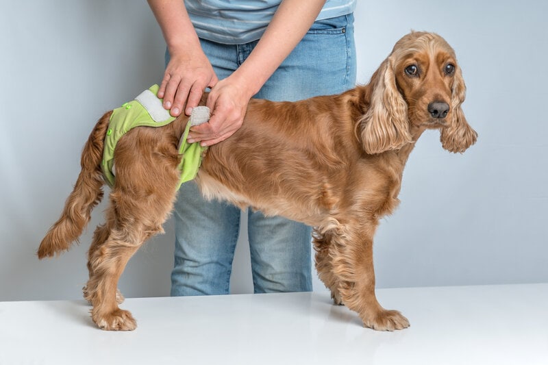 Woman Changing Diaper Of Her Dog