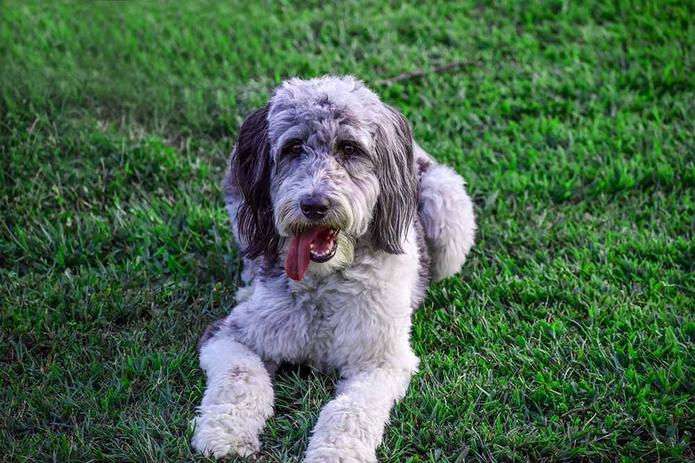 An Aussiedoodle dog laying down in the outdoors grass