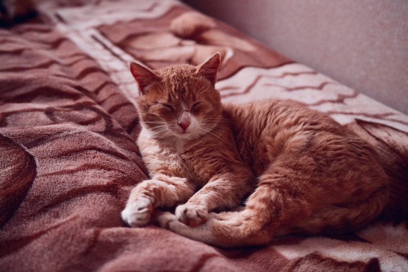 Australian Mist Cat on the bed