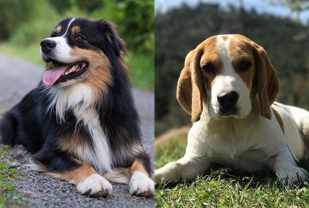 Beagle Mini Australian Shepherd Mix