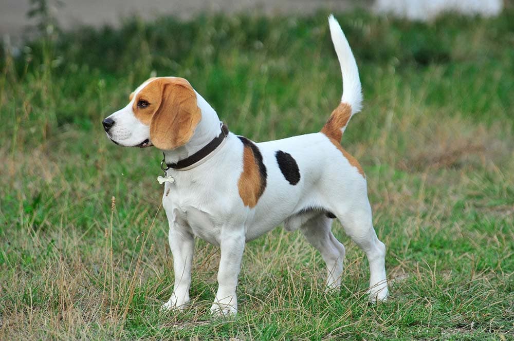 Beagle standing on the field