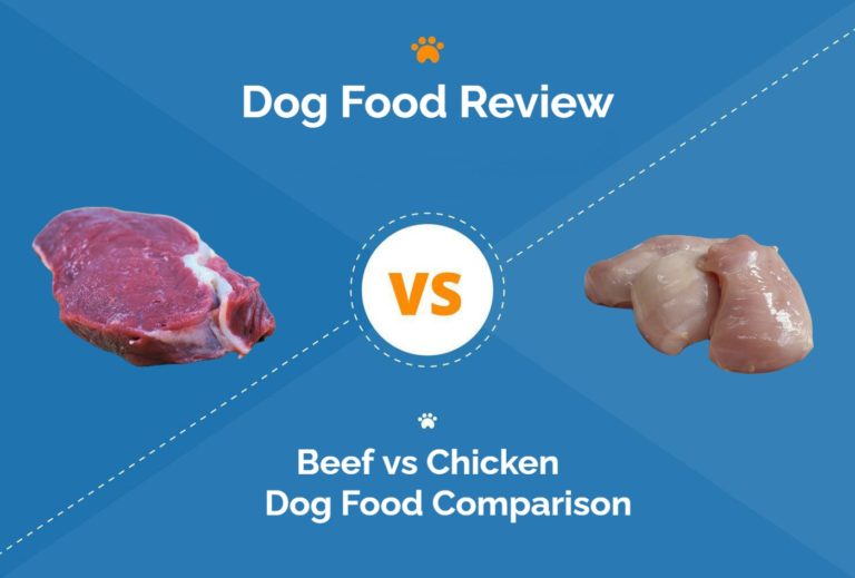 Beef vs Chicken Dog Food What Should I Choose? Hepper