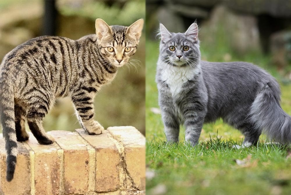 Un bengal et un maine coon