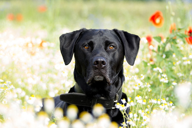 Black Labrador Retriever in the field