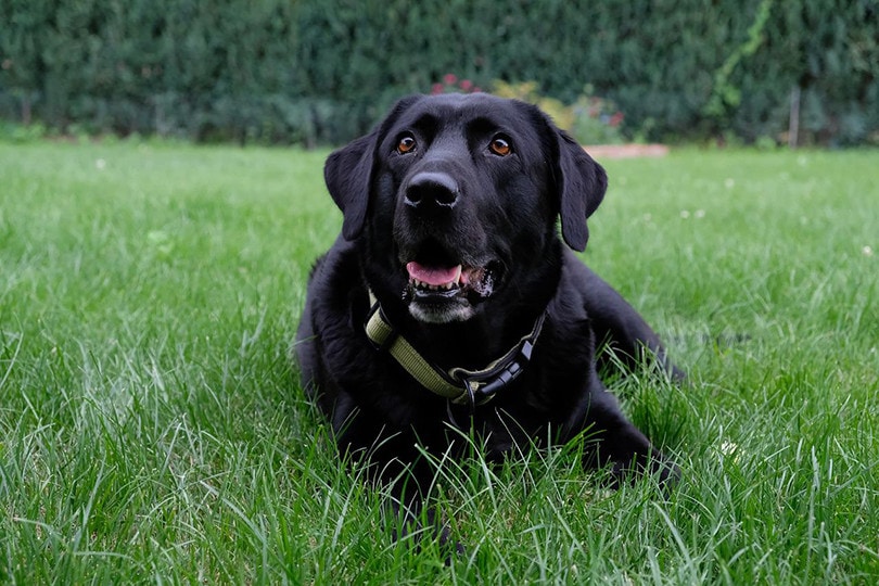 Black Labrador Retriever in the grass