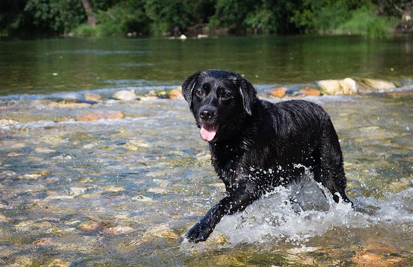 Black Labrador Retriever in the water