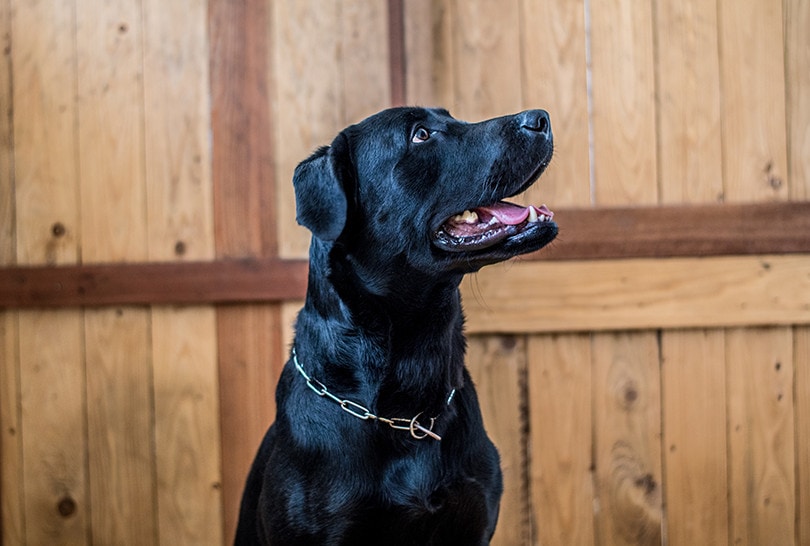 Black Labrador Retriever