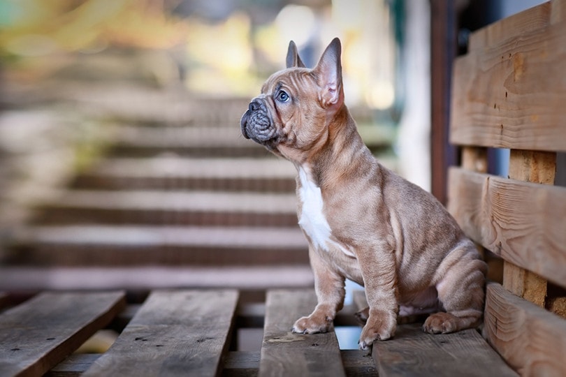 Blue Fawn French Bulldog_