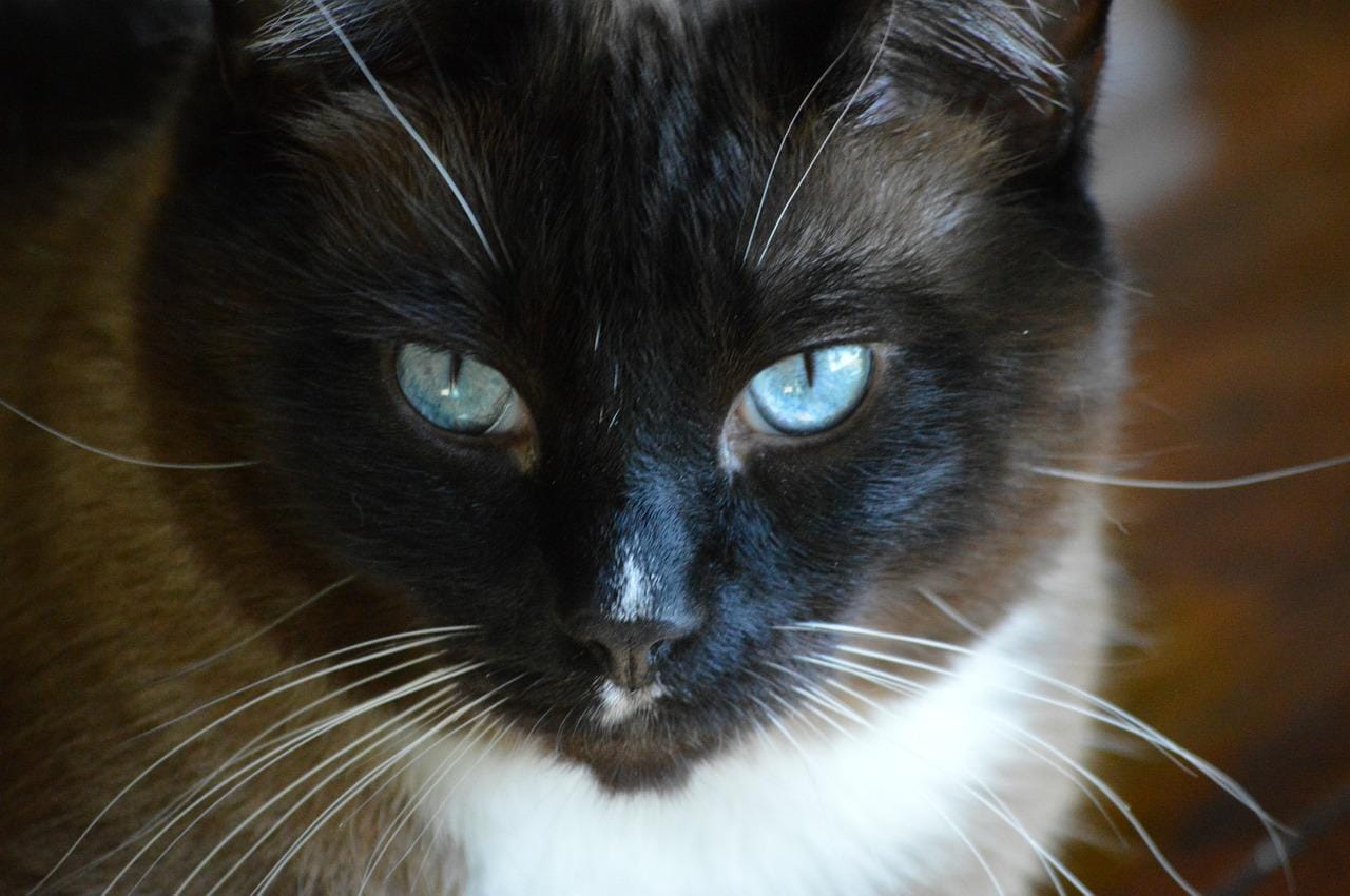 Blue eyed snowshoe cat