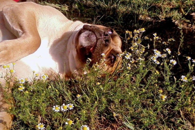 How To Teach a Dog To Play Dead In 7 Simple Steps | Hepper