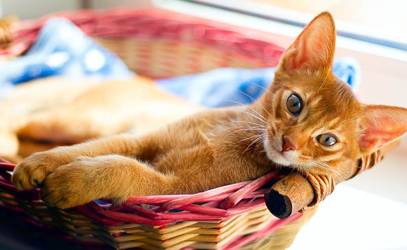 Cat In the basket bed