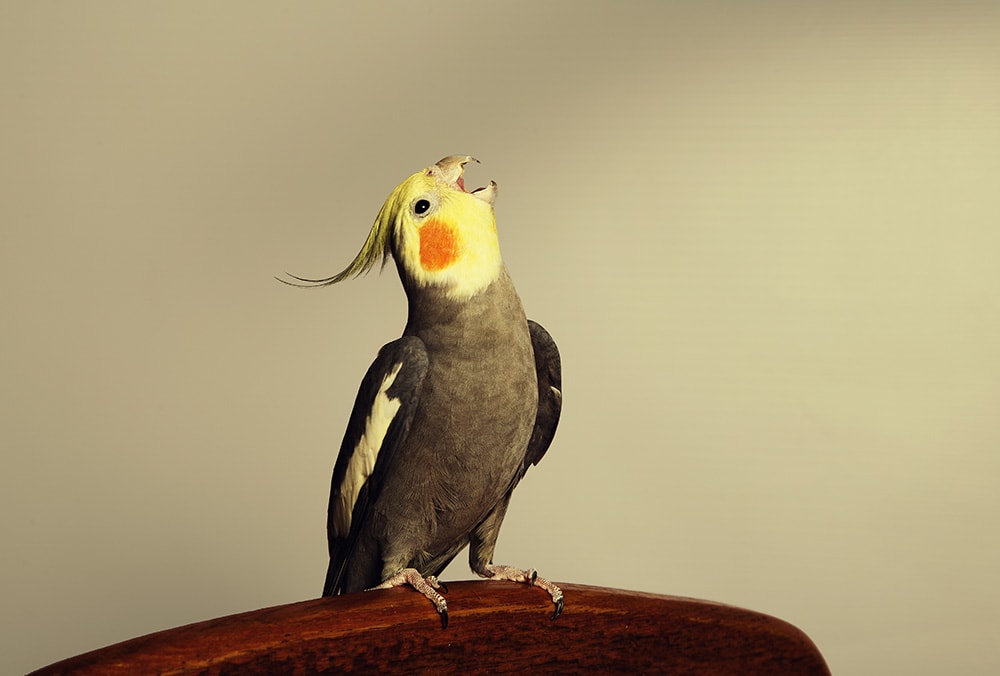 Cockatiel sits lifting his head_Jolanta Beinarovica