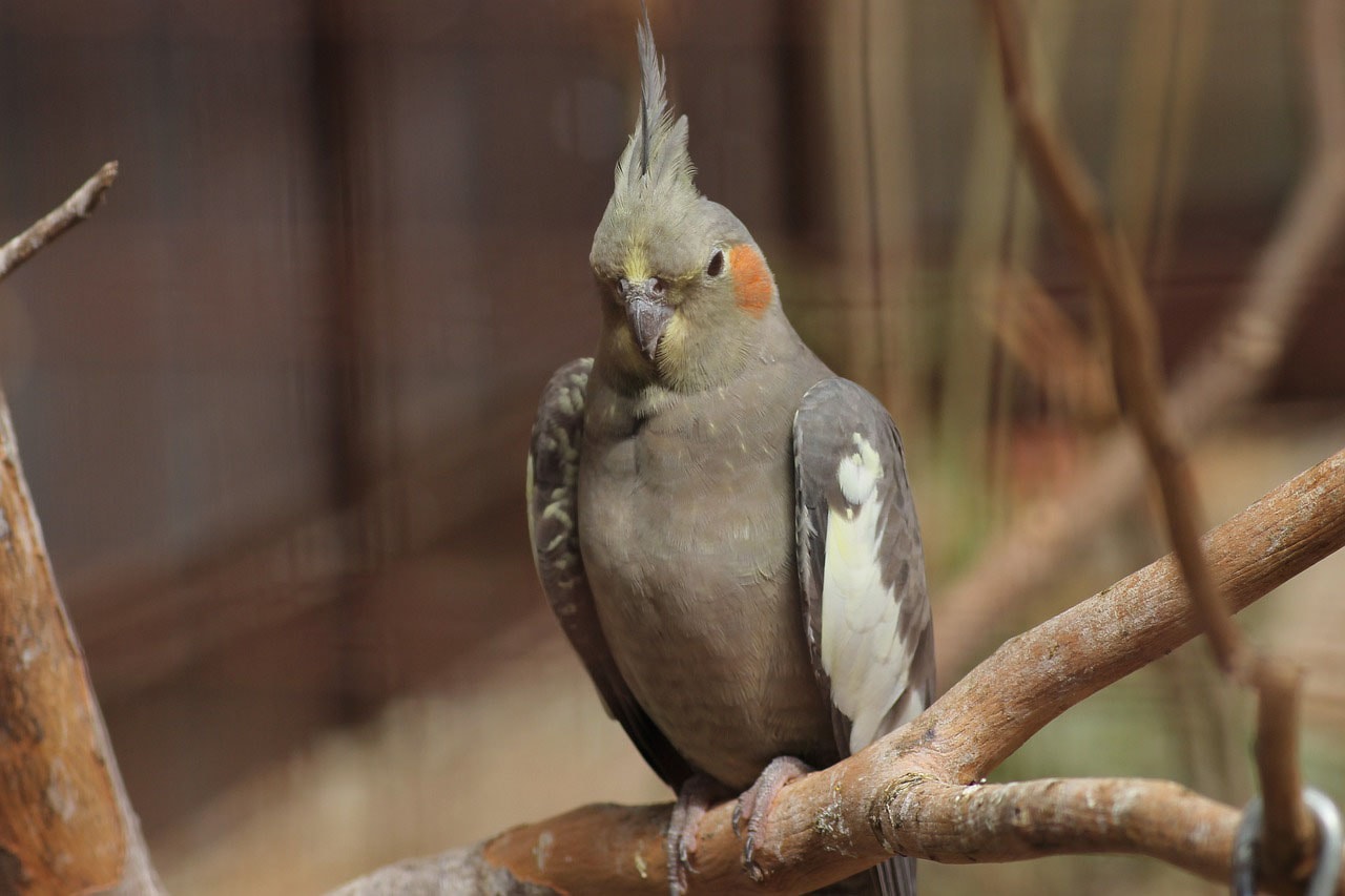 Cockatiel