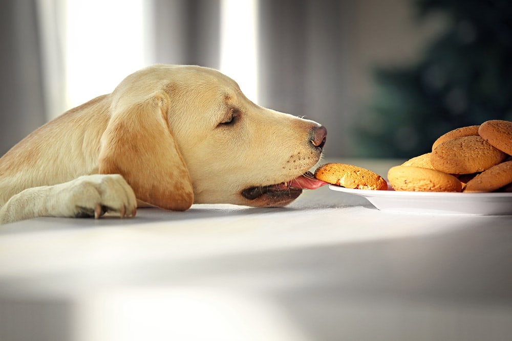 Cute Labrador dog eating tasty cookies on kitchen table