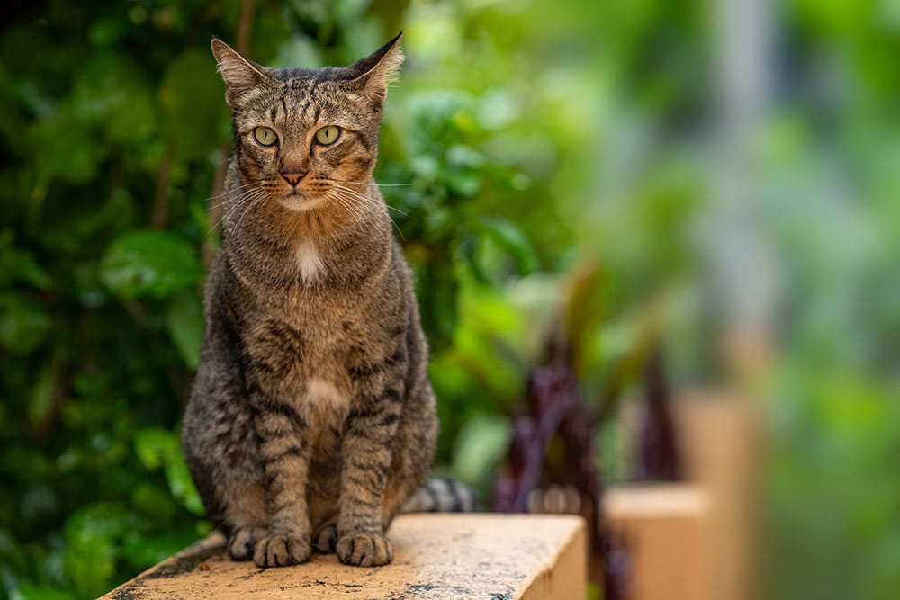 Dragon Li cat sitting and looking straight