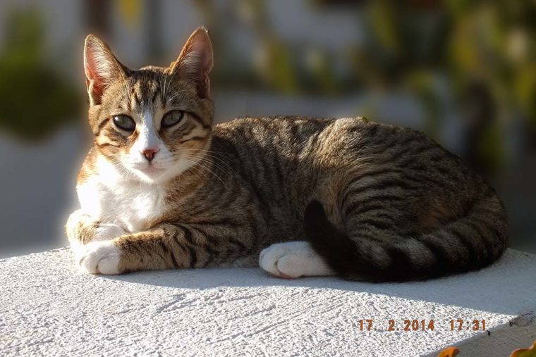 Why Do Cats Love to Sunbathe? Our Vet Explains the Reasons, Dangers