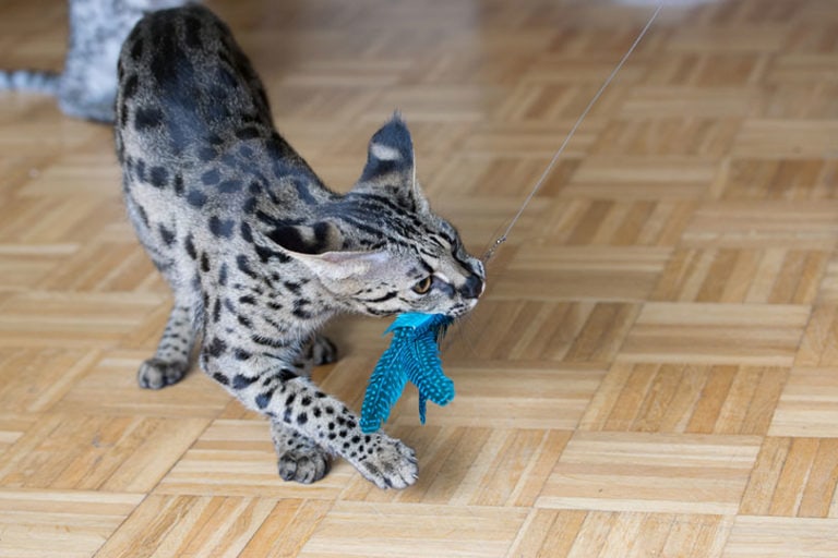 Do Savannah Cats Make Good Pets? Breed Characteristics & Facts Hepper