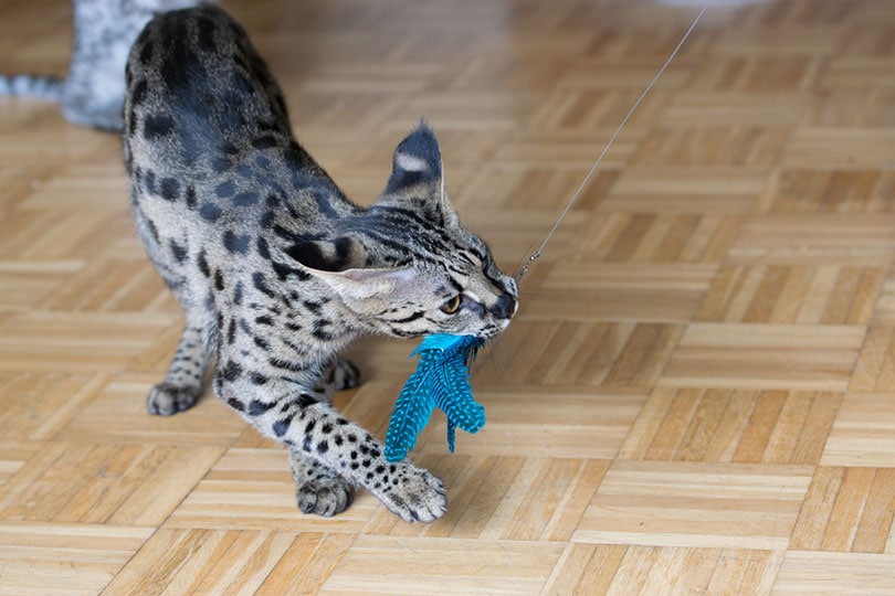 Mèo thảo nguyên F1 chơi đồ chơi