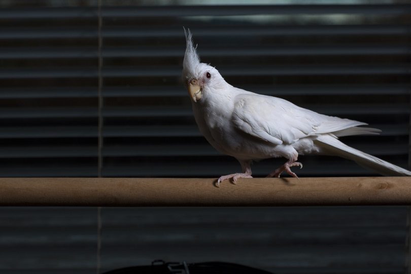 Female albino cockatiel