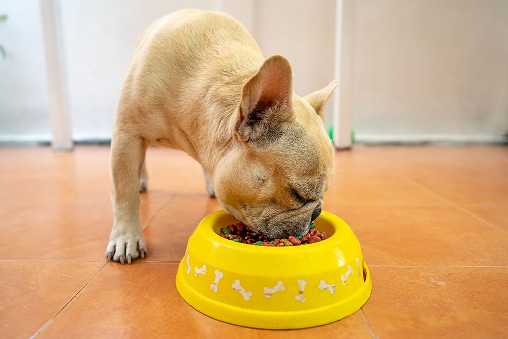 French Bulldog is busy with his meal eating
