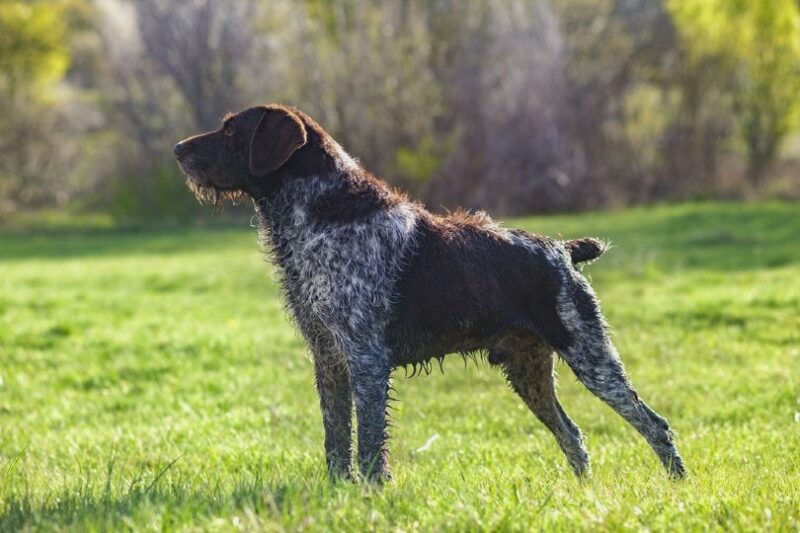 German Wirehaired Pointer outdoors
