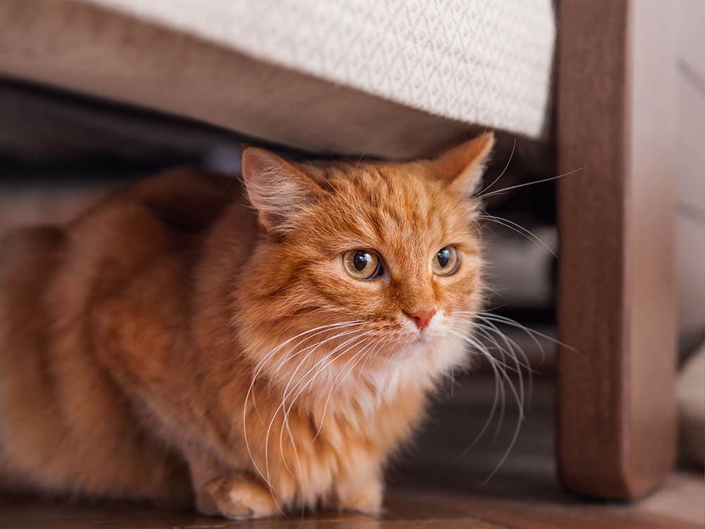 Mèo mướp gừng trốn dưới gầm giường