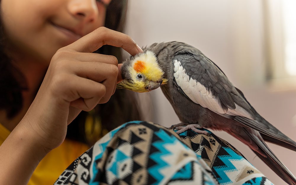 Girl petting her pet cockatiel bird perched on her leg showing cuteness and love